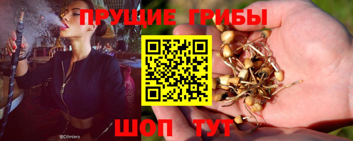 Псилоцибиновые грибы Psilocybe  Вход с VPN  Чебоксары 